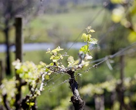 Main Ridge Estate - Winery Find